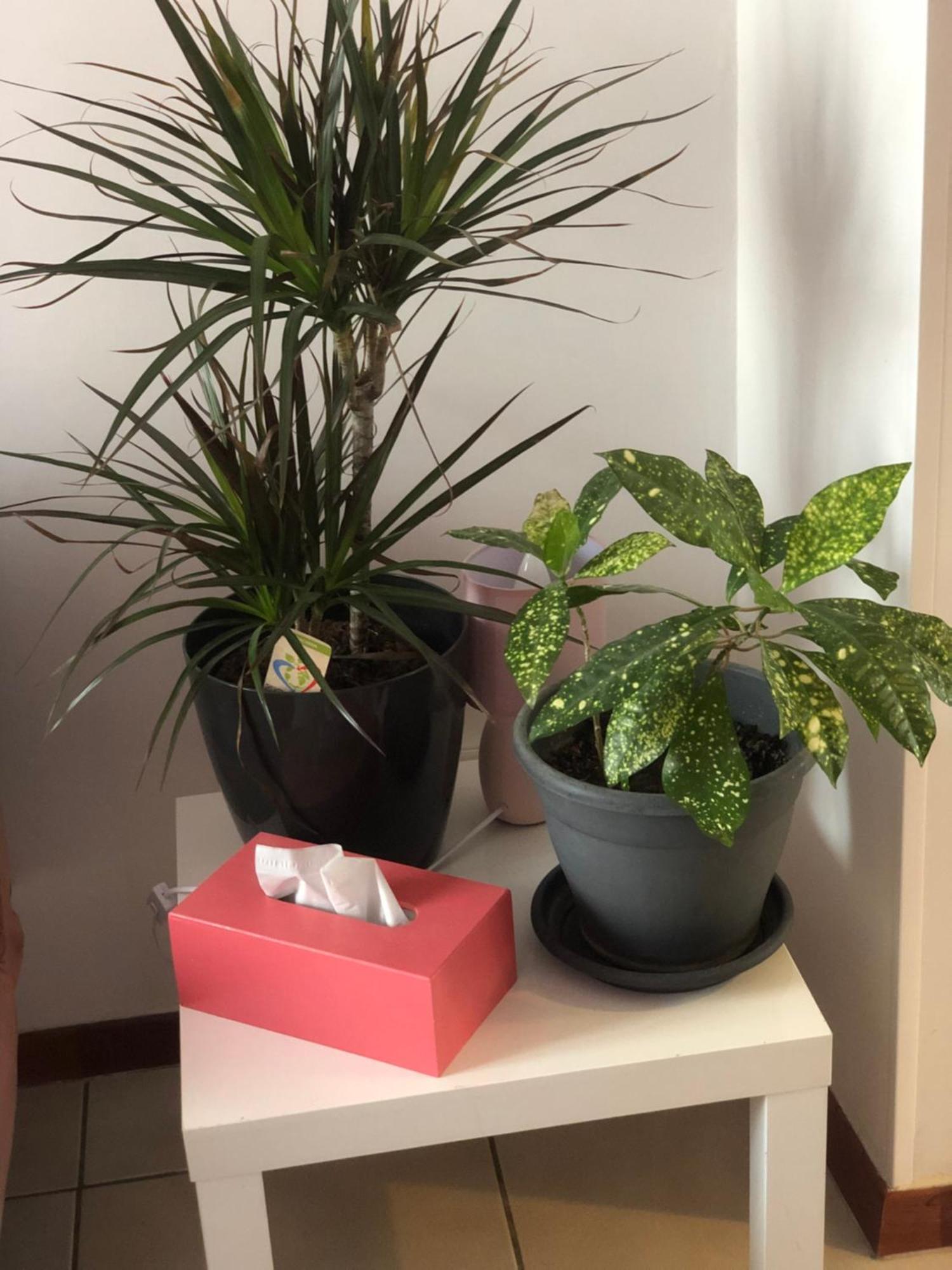 Gite Les Acacias 科尔马 外观 照片